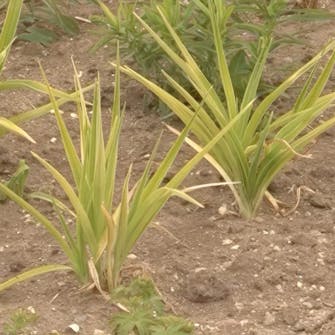 Vanding af staudebed Vanding af staudebed